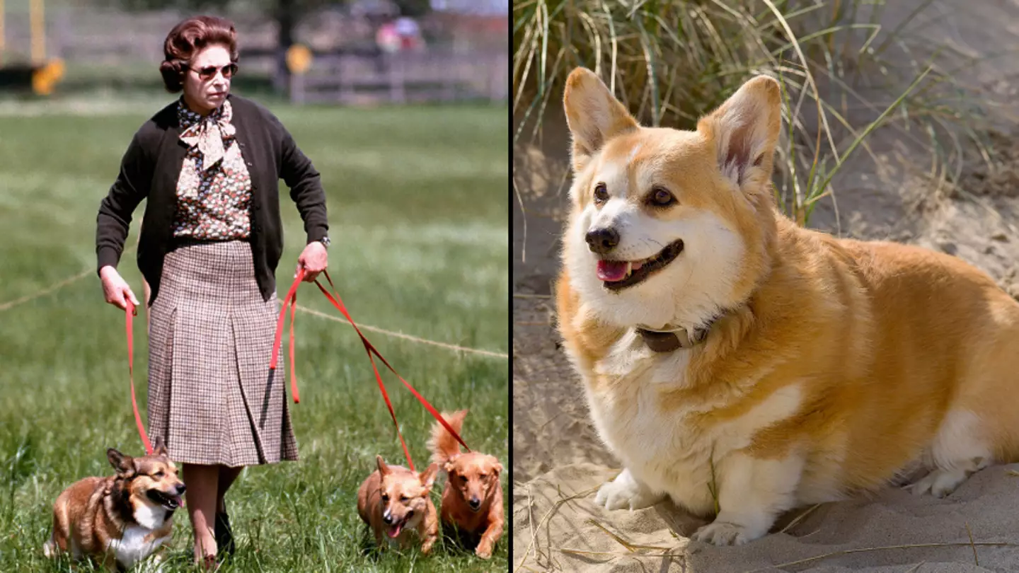Queen's corgis dubbed yapping 'moving carpet' that sent palace aides bonkers