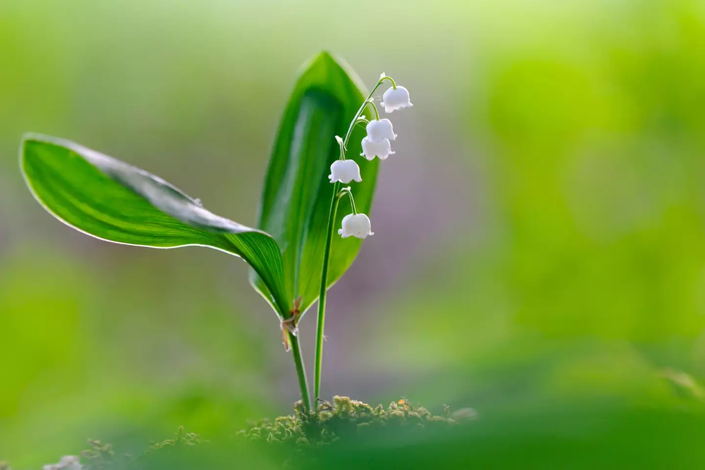The Lily of the Valley is easily spotted by its distinctive white flowers.
