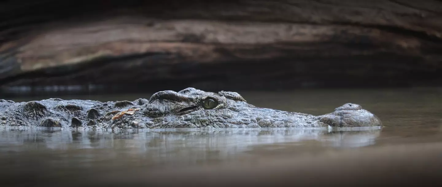 Police in Tennessee had warned residents that drugs flushed down the toilet could reach alligators.