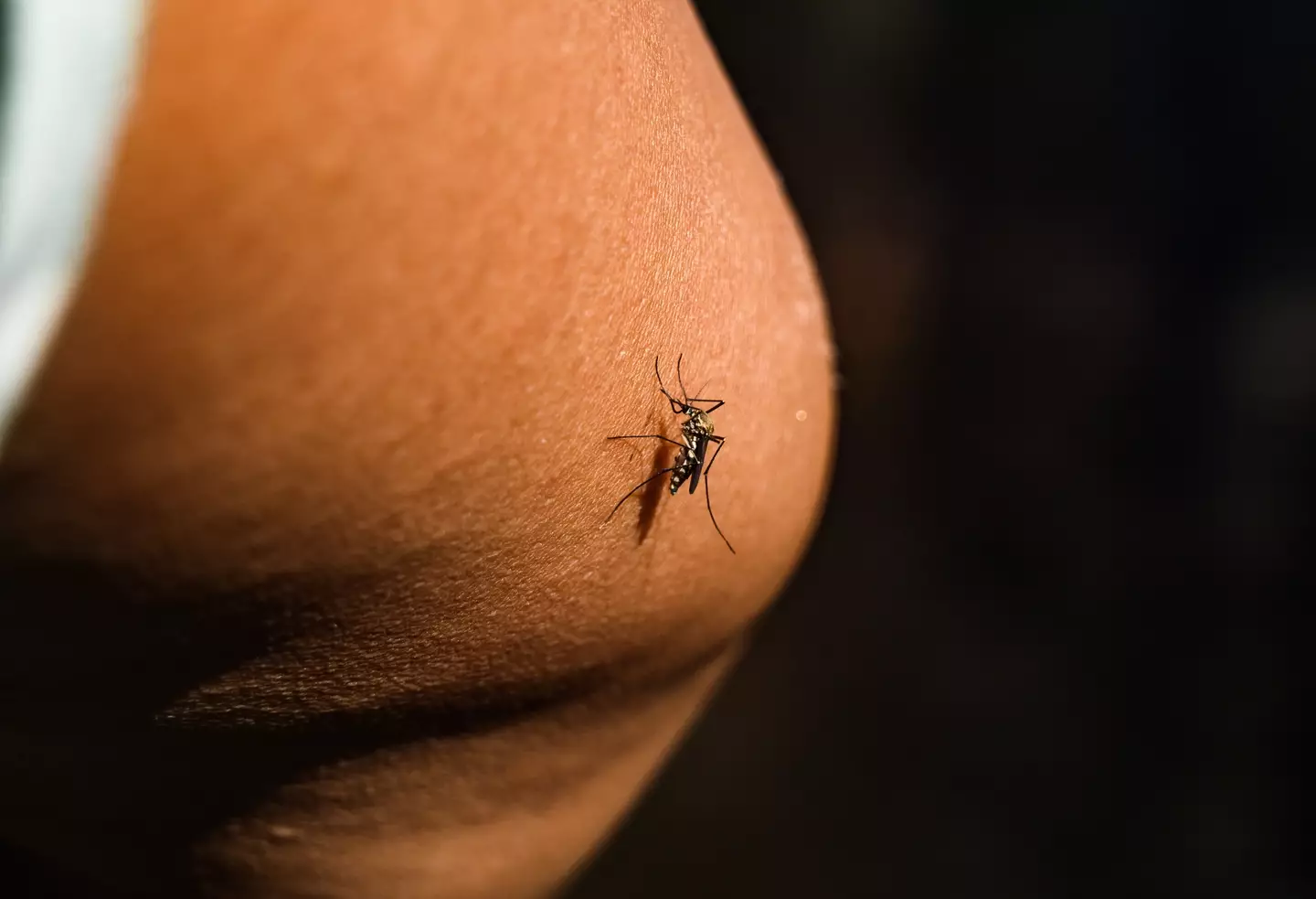 Chikungunya virus is spread via infected mosquitoes (Soumyabrata Roy/NurPhoto via Getty Images)