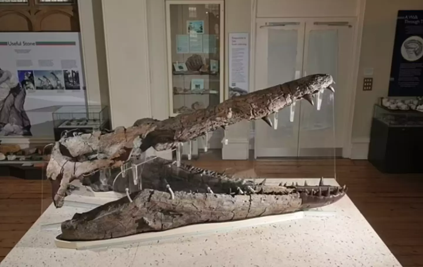 "This enormous prehistoric marine reptile ruled the seas at the same time dinosaurs reigned on land, 150 million years ago."