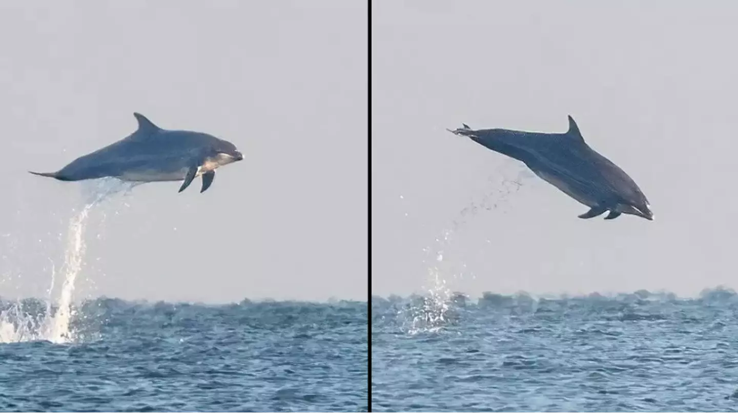 Dolphins seen leaping off UK coast in rare sighting