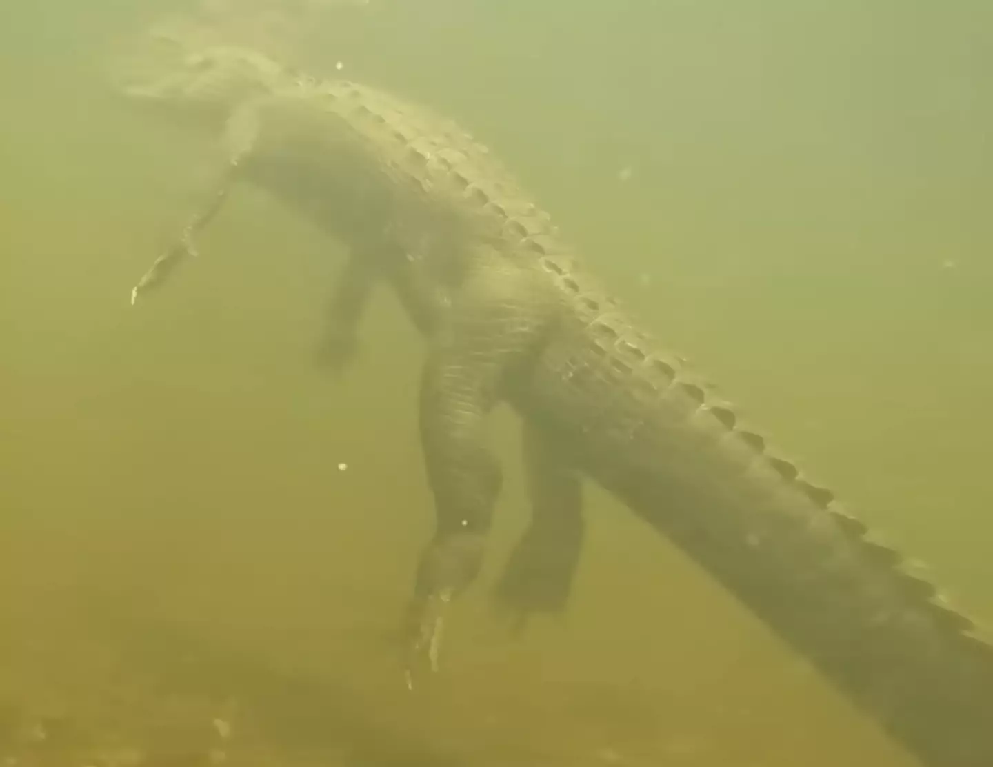 Those gators have longer legs than you'd expect. (YouTube / AnglerUp with Brant)