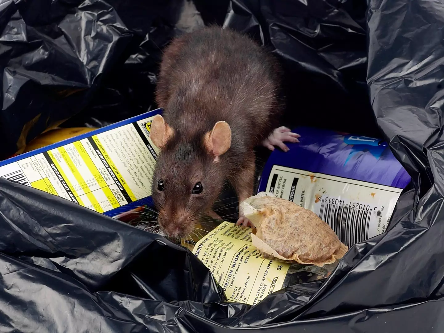 An expert has warned about ‘super rodents’.