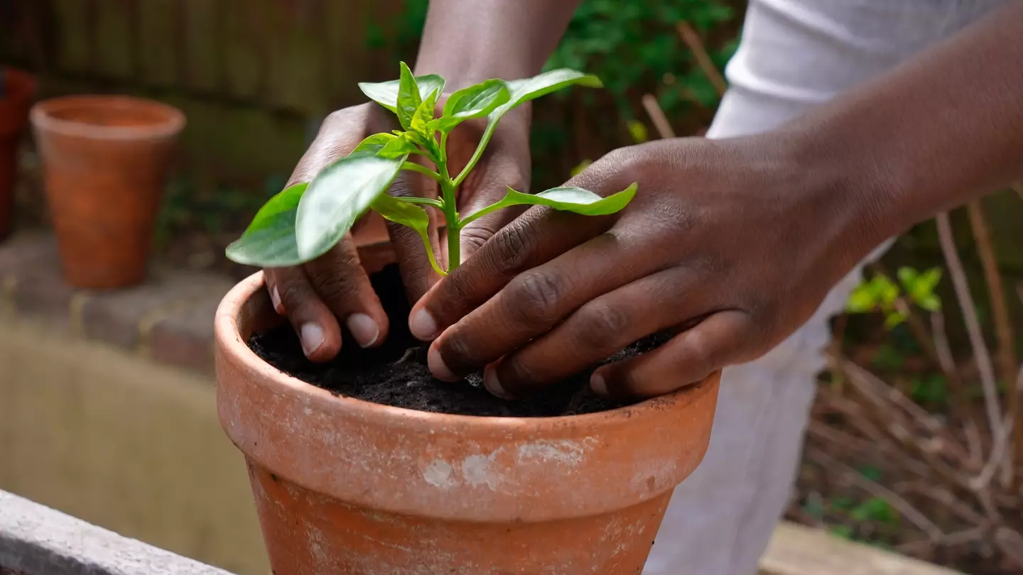 Tomato plants shriek when they're stressed, apparently.