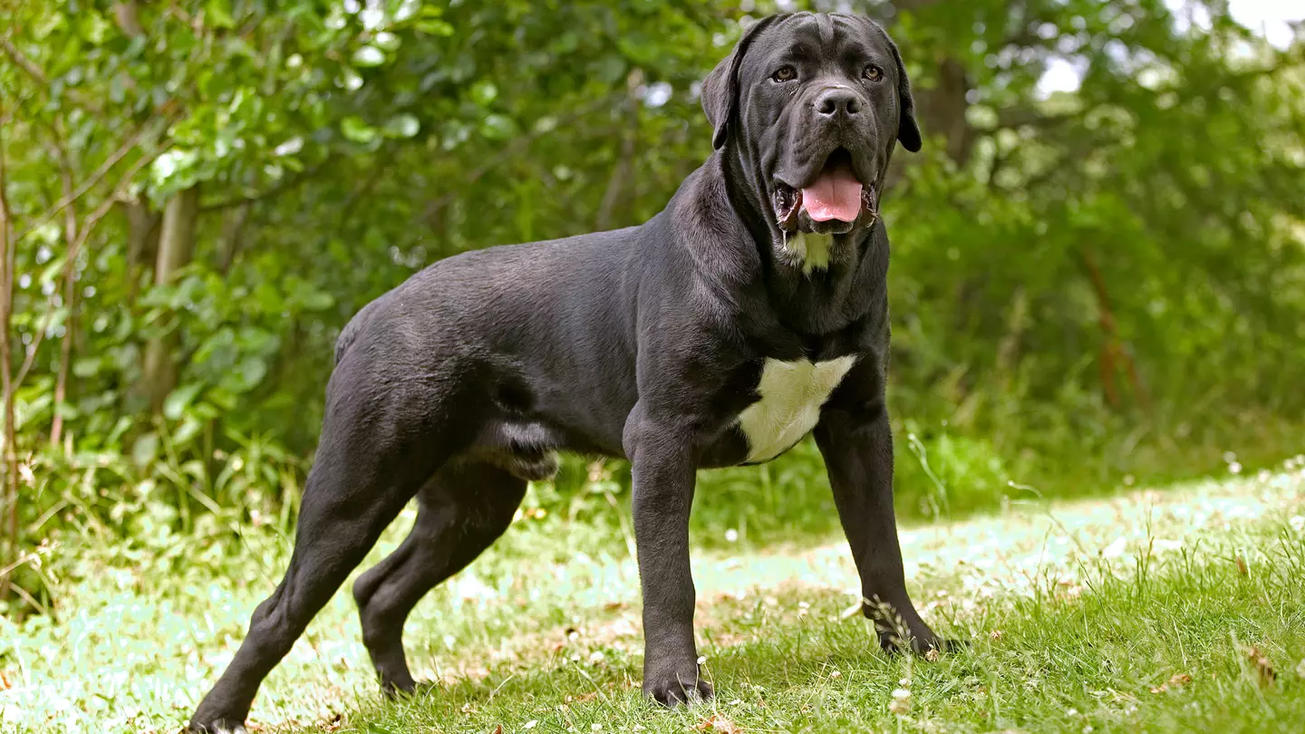 'New XL Bully' Cane Corso dogs explained as Jack Fincham is jailed after pet mauled a man