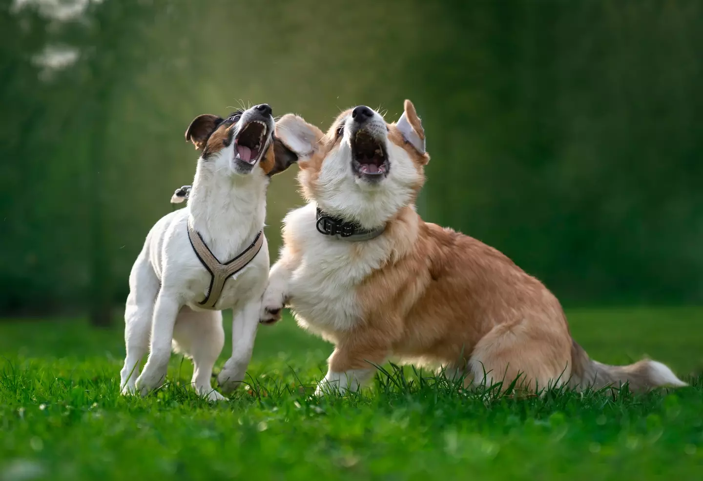 What are they talking about? (Getty stock images)