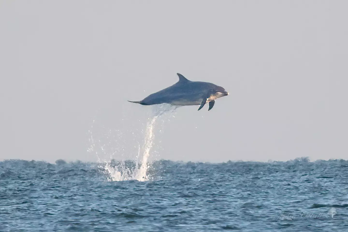 It's true, dolphins really do leap out of the water to great heights.
