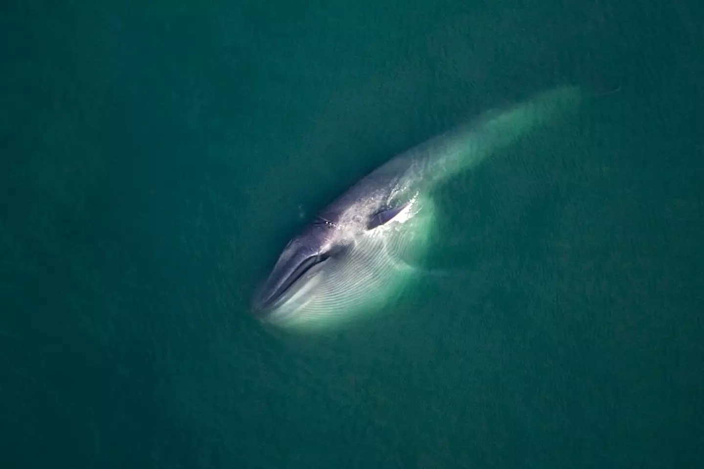 If blue whales go silent it could signal issues (Francois Gohier/Universal Images Group via Getty Images)