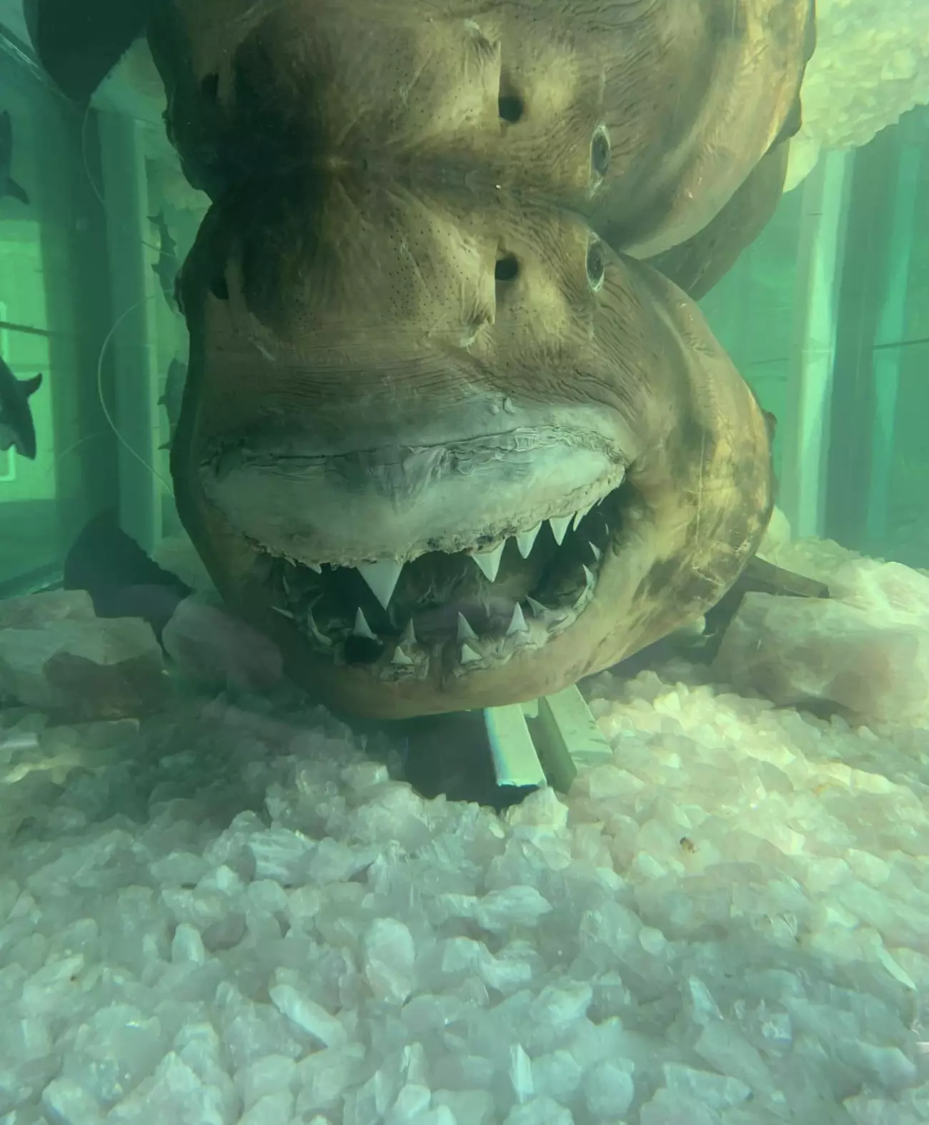 The great white shark is back on display in 2025 (Facebook)