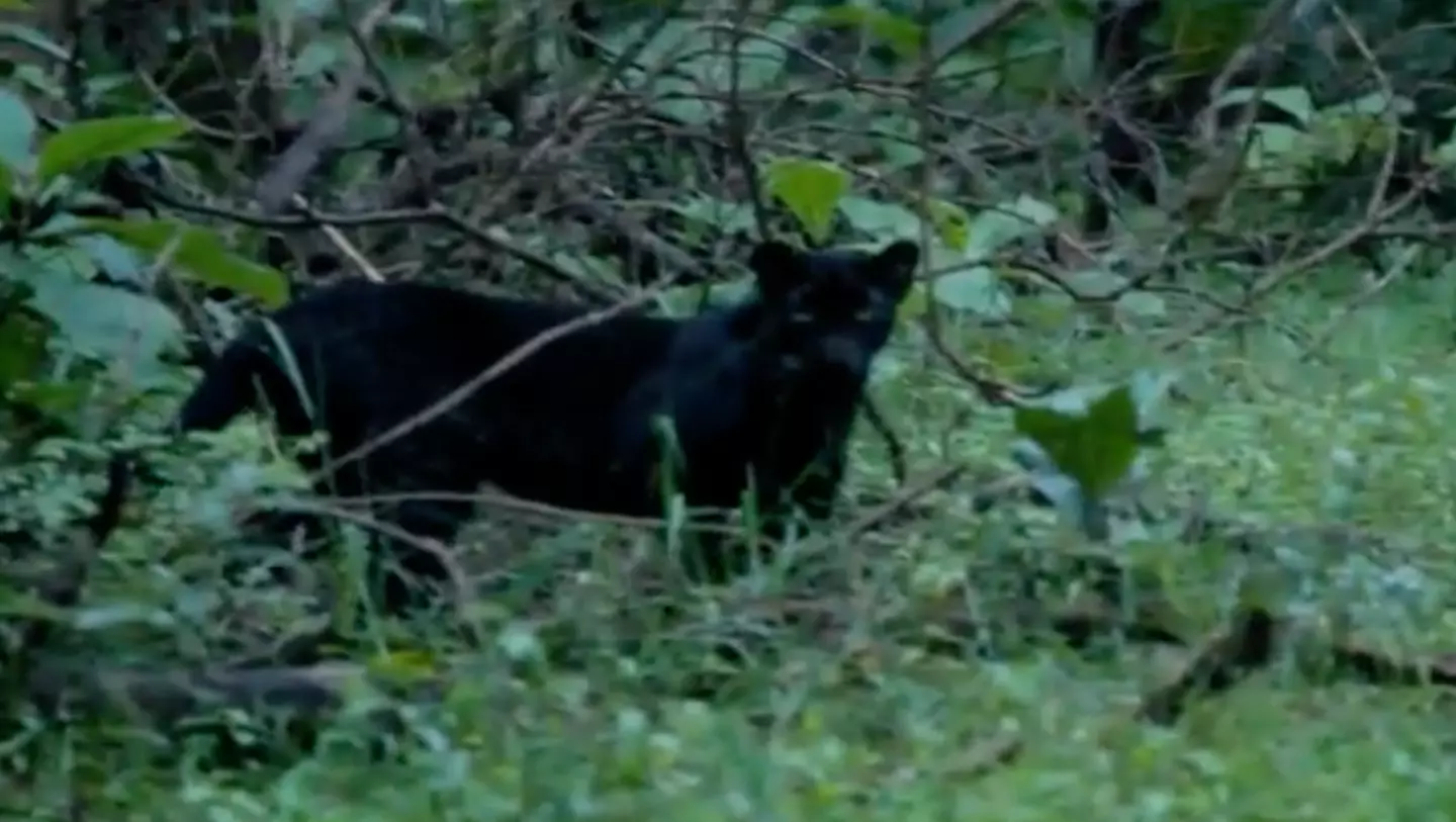 The sighting of the rare big cat is the first in two years.