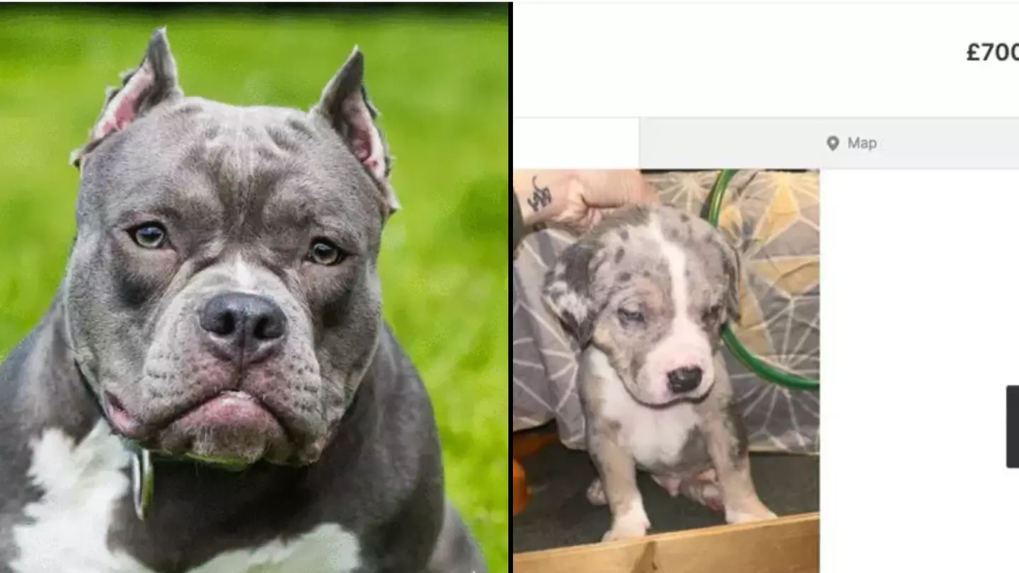 XL Bully owners are trying to sell dogs on Gumtree at cheap prices ahead of UK ban