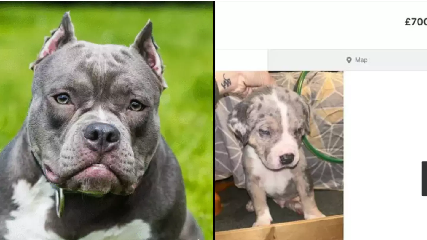 XL Bully owners are trying to sell dogs on Gumtree at cheap prices
