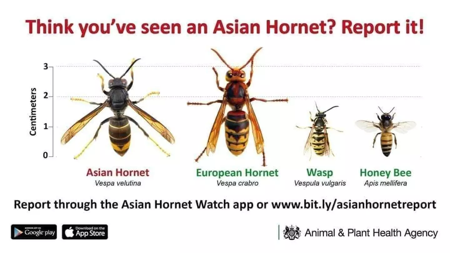 Asian hornets pose no greater health risk than our native hornets. (gov.uk)