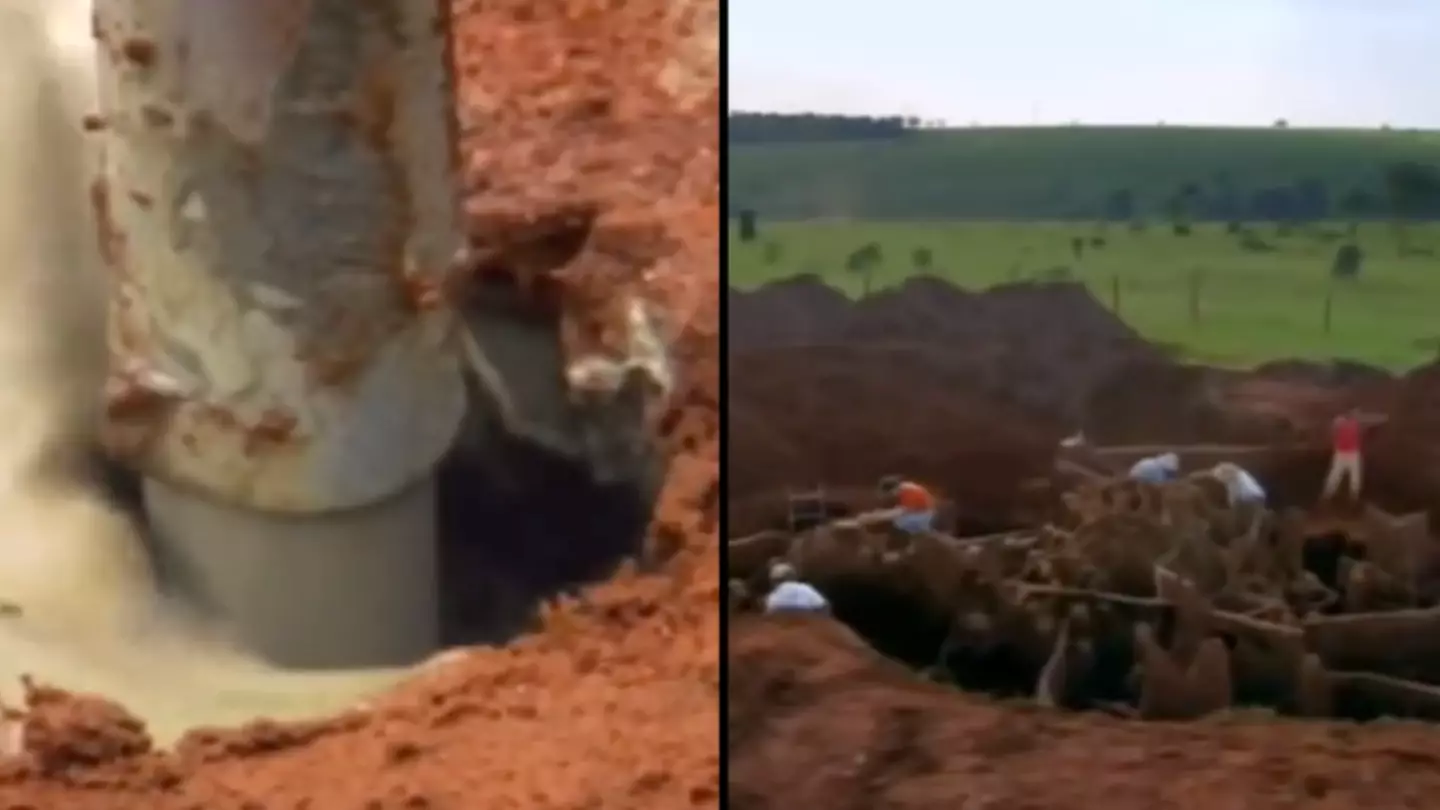 Ants! Natures Secret Power