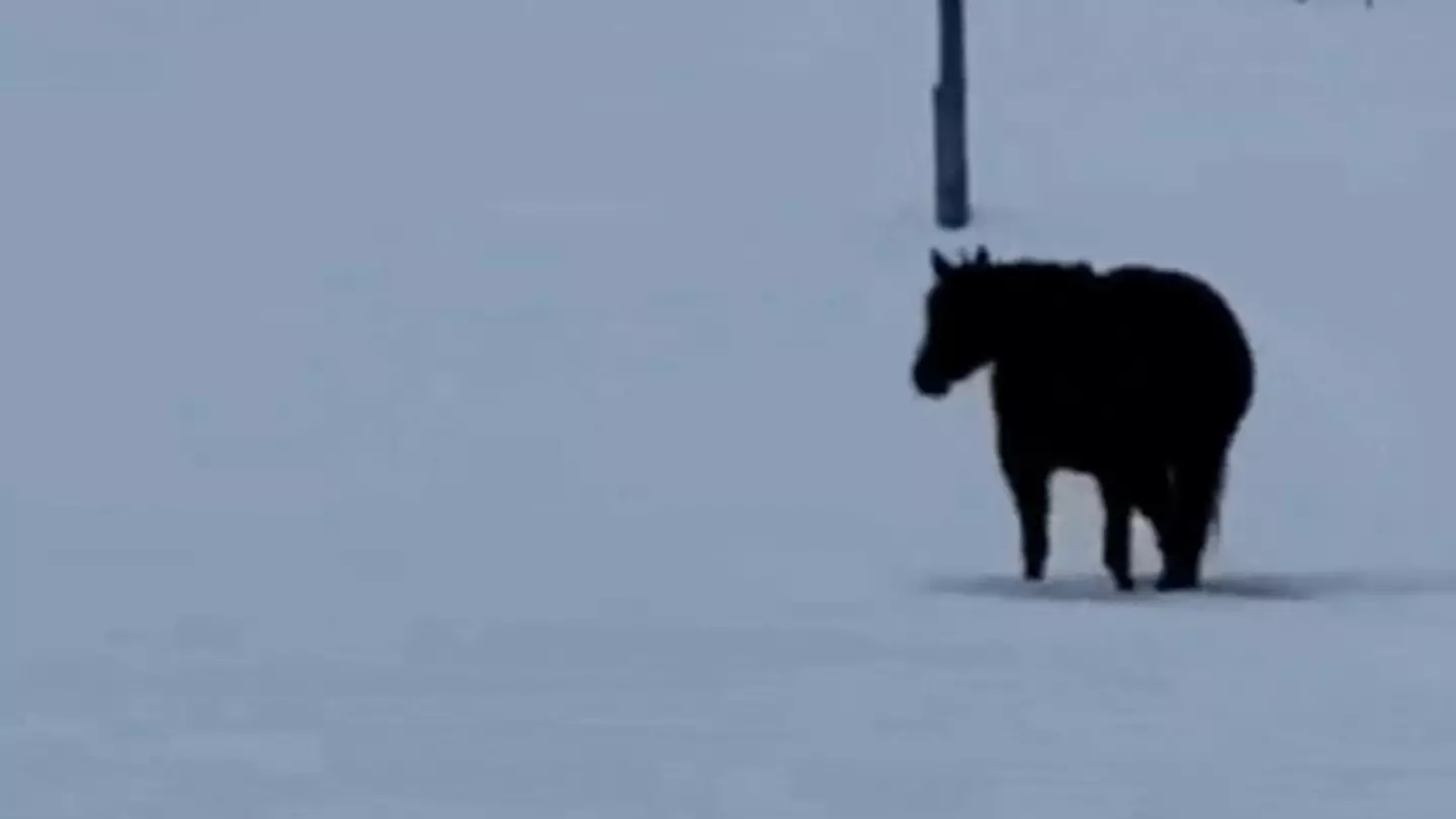 TikTok/rudniktheroan