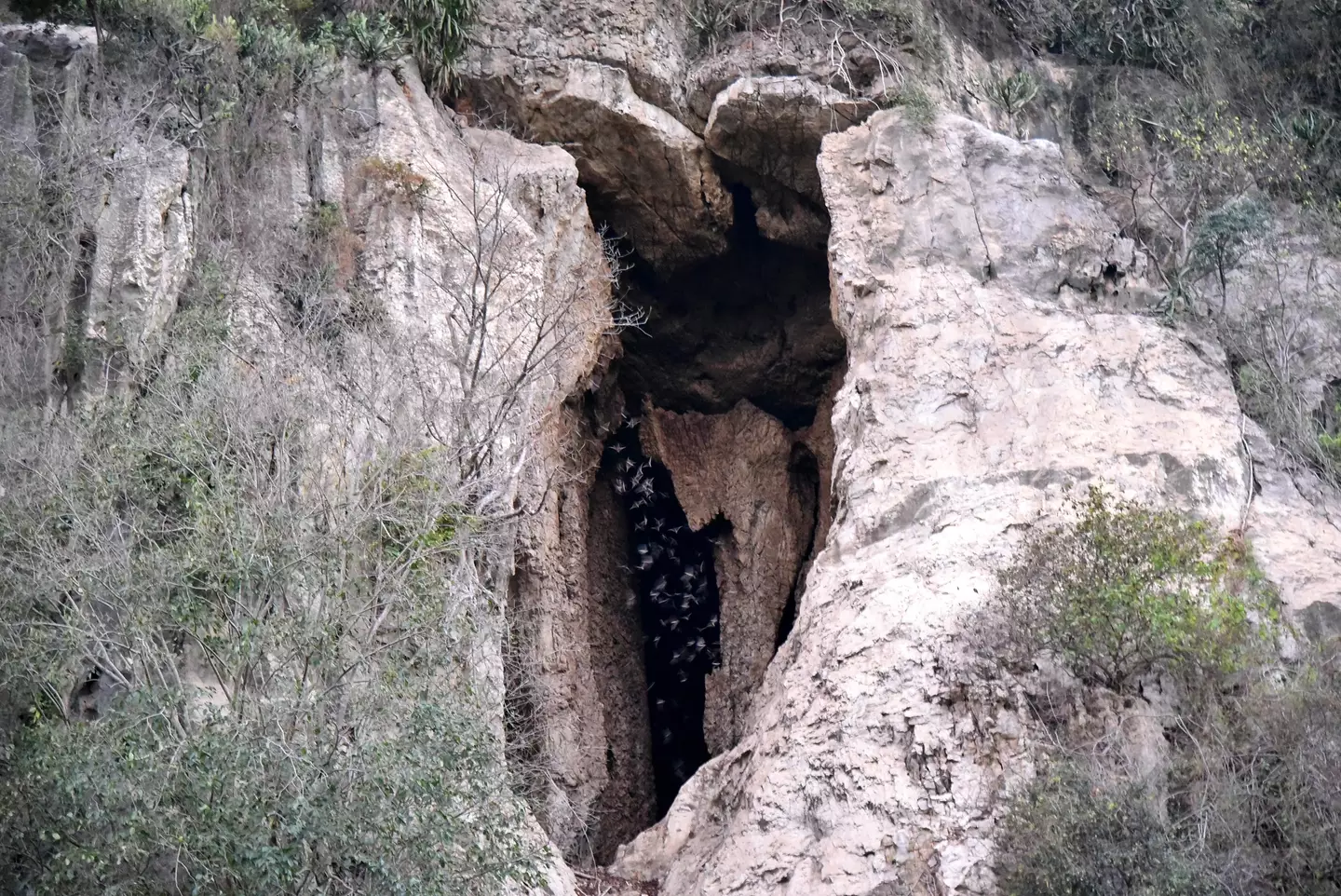 Bats can be found in caves in the north-western region of Cambodia (Getty Stock Image)