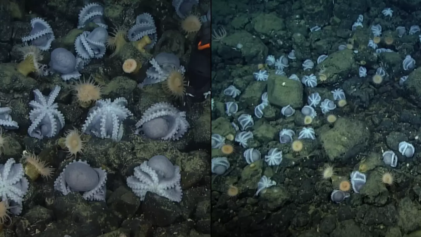 Scientist solve mystery of why thousands of octopuses gather at mysterious spot to die