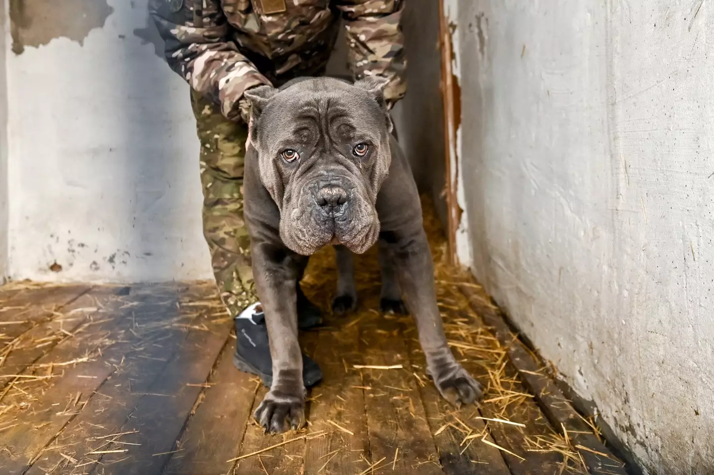 They are large dogs which have the potential to be very dangerous (Ukrinform/NurPhoto via Getty Images)