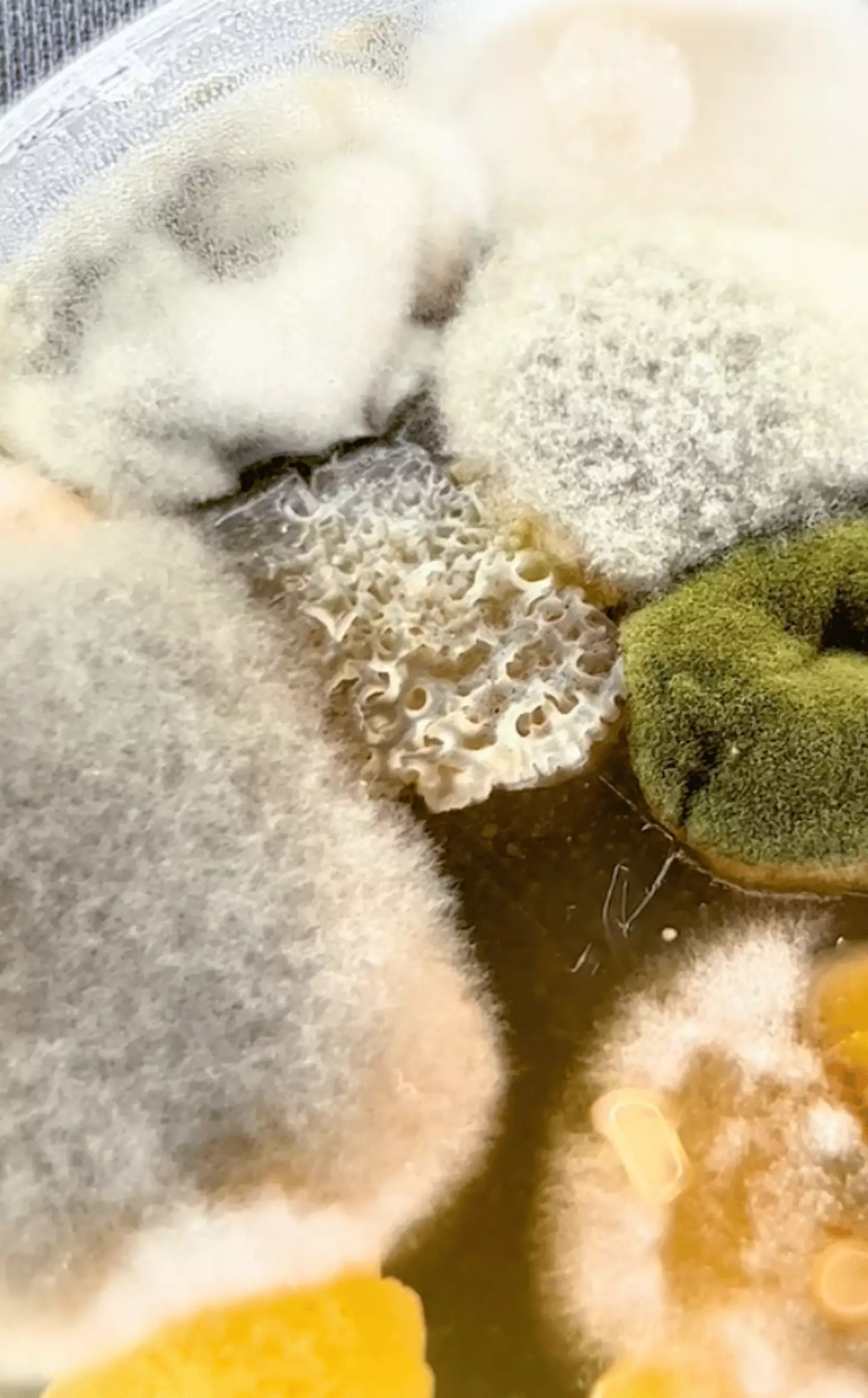 Popcorn Infection Microbiologist shares disturbing discovery about cinema popcorn that ...