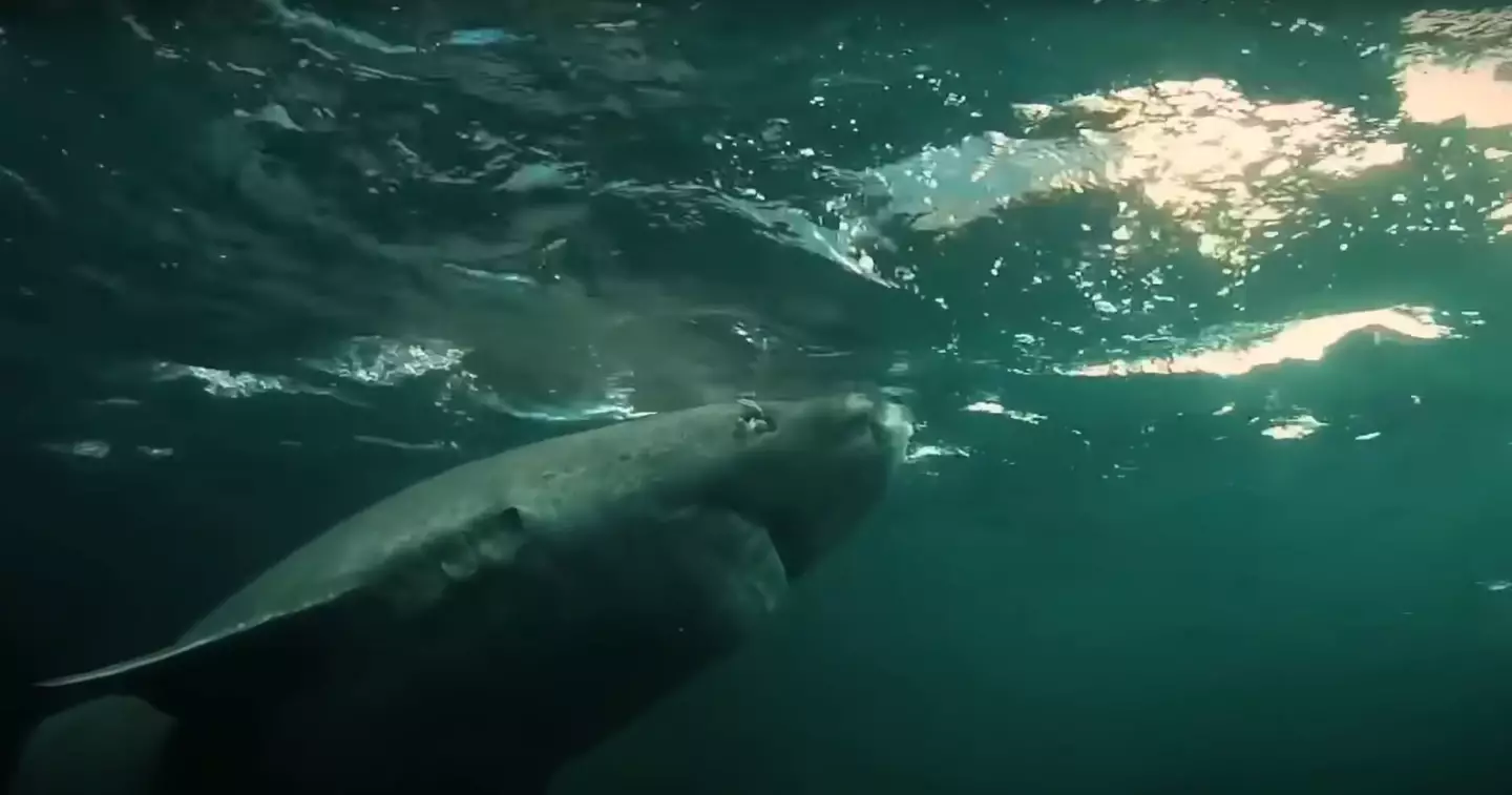 The Greenland shark grow at a rate of less than one centimetre per year (YouTube/Wonder World)