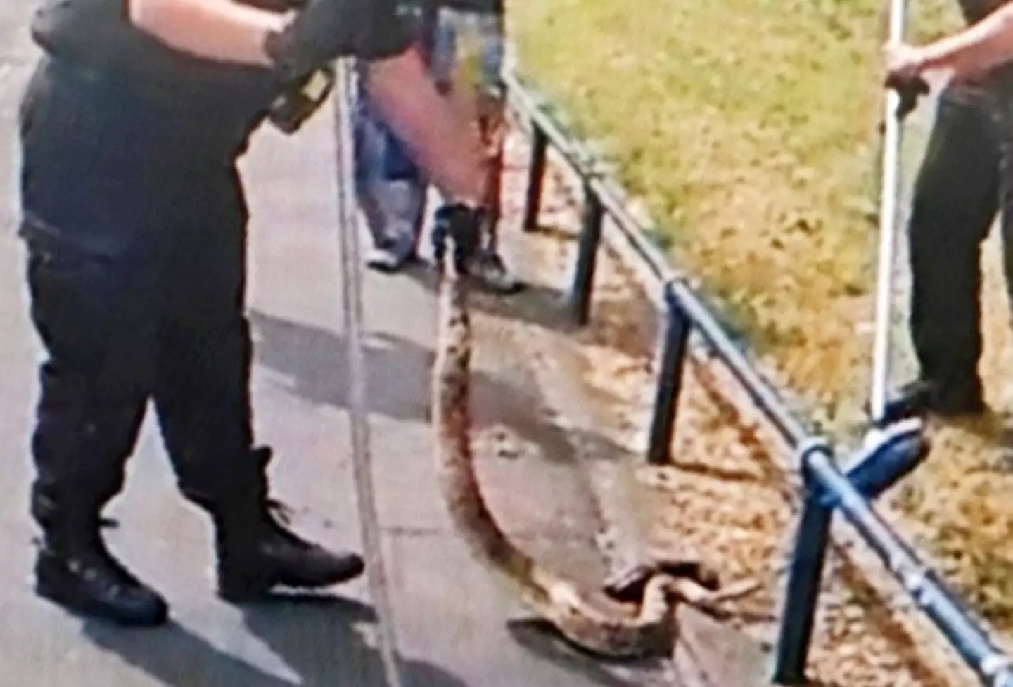 Police made use of a broom to help capture the animal, that's one way to clean up the streets.