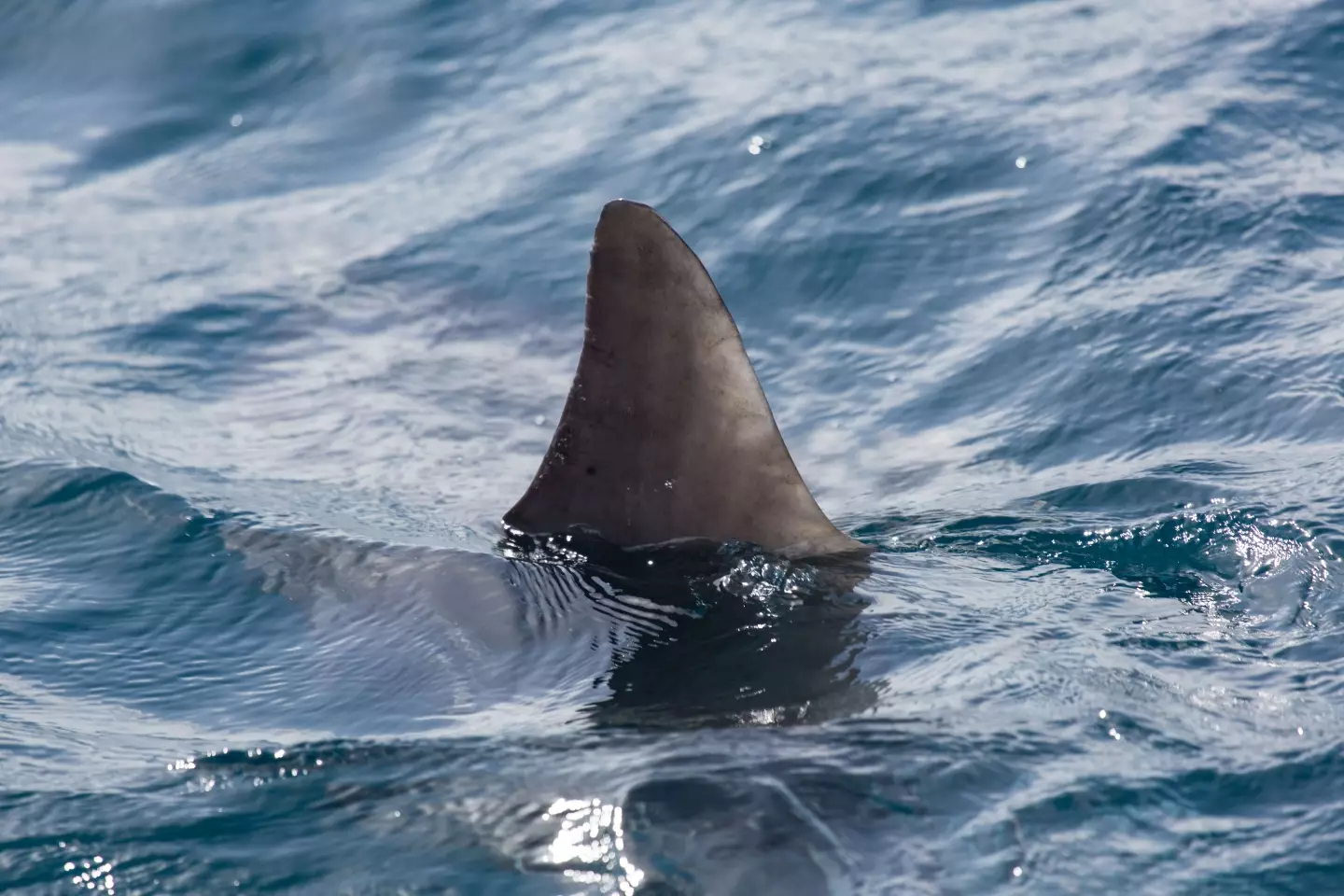 Shark fins were spotted where Finney was swimming.