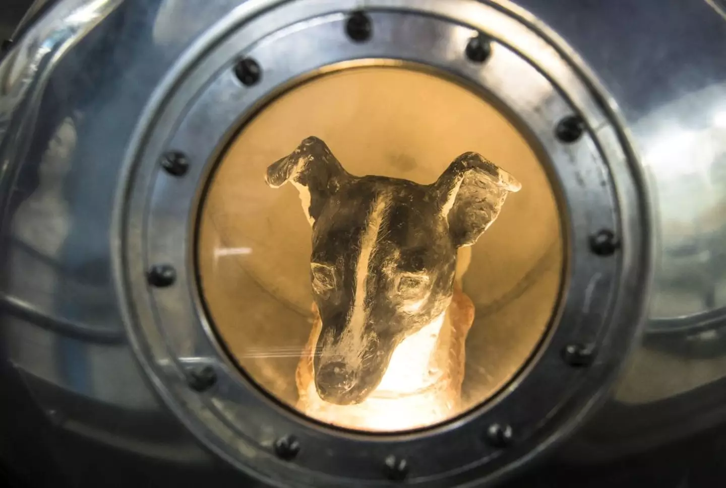 A model of Laika in the Central House of Aviation and Cosmonautics in Moscow (MLADEN ANTONOV/AFP via Getty Images)