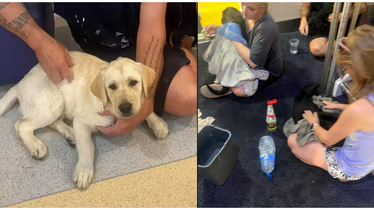 Ten 'Half-Dead' Puppies Had To Be Rescued From Vans During Heatwave