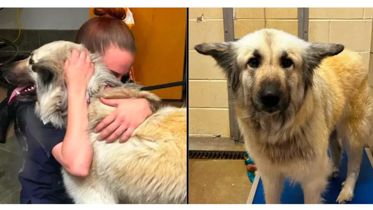 Dog gets reunited with owner who had to give her up because she was homeless