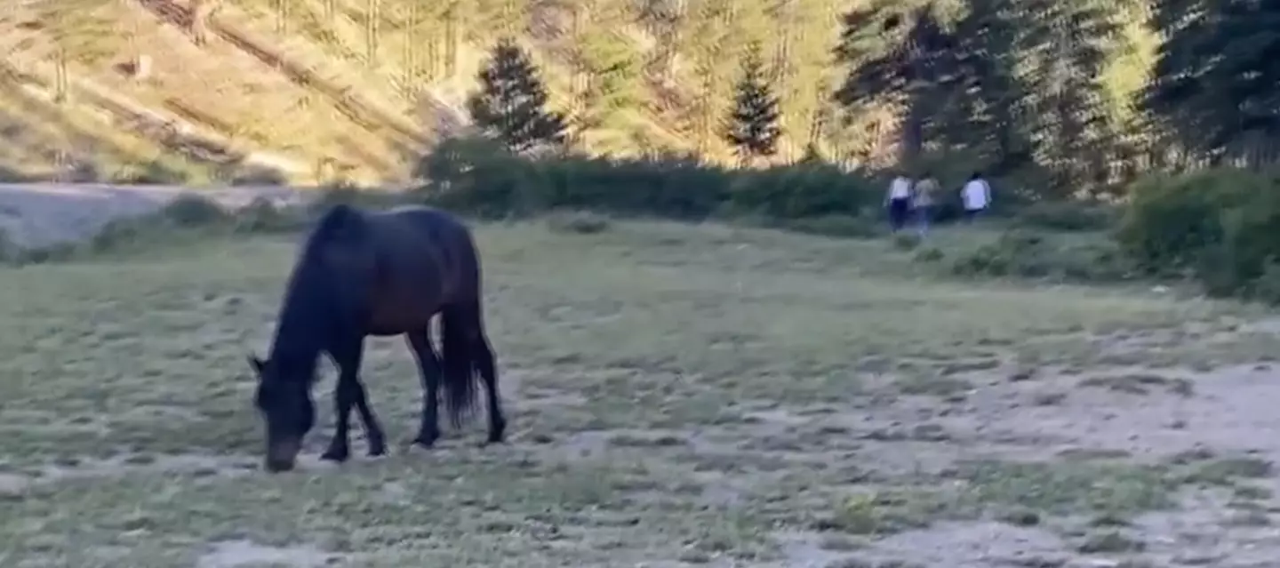 The horse left Olivia 'unresponsive' on the floor. (Fox 5 Vegas)