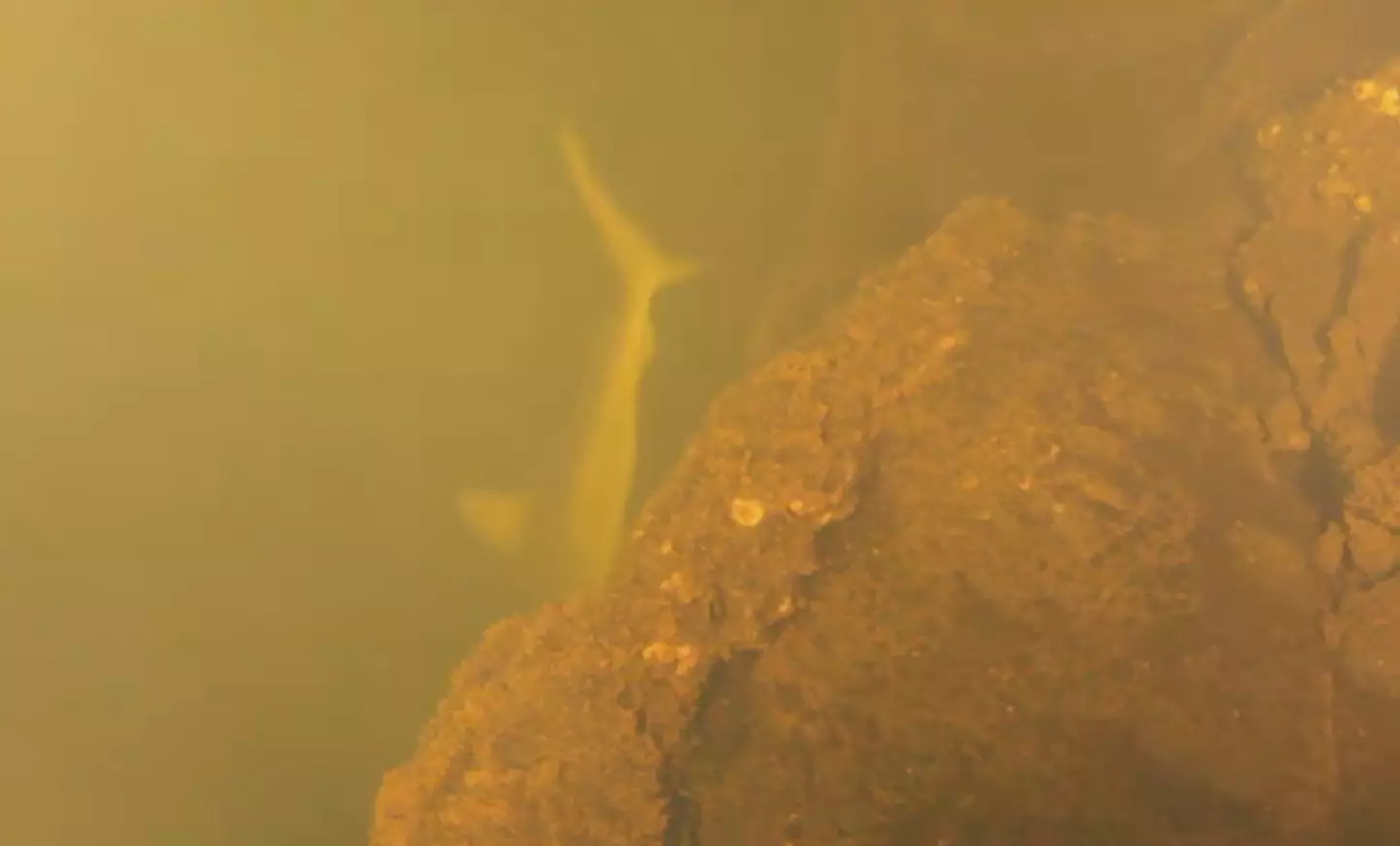 Sharks and other sea animals were seen going about their business (National Geographic)