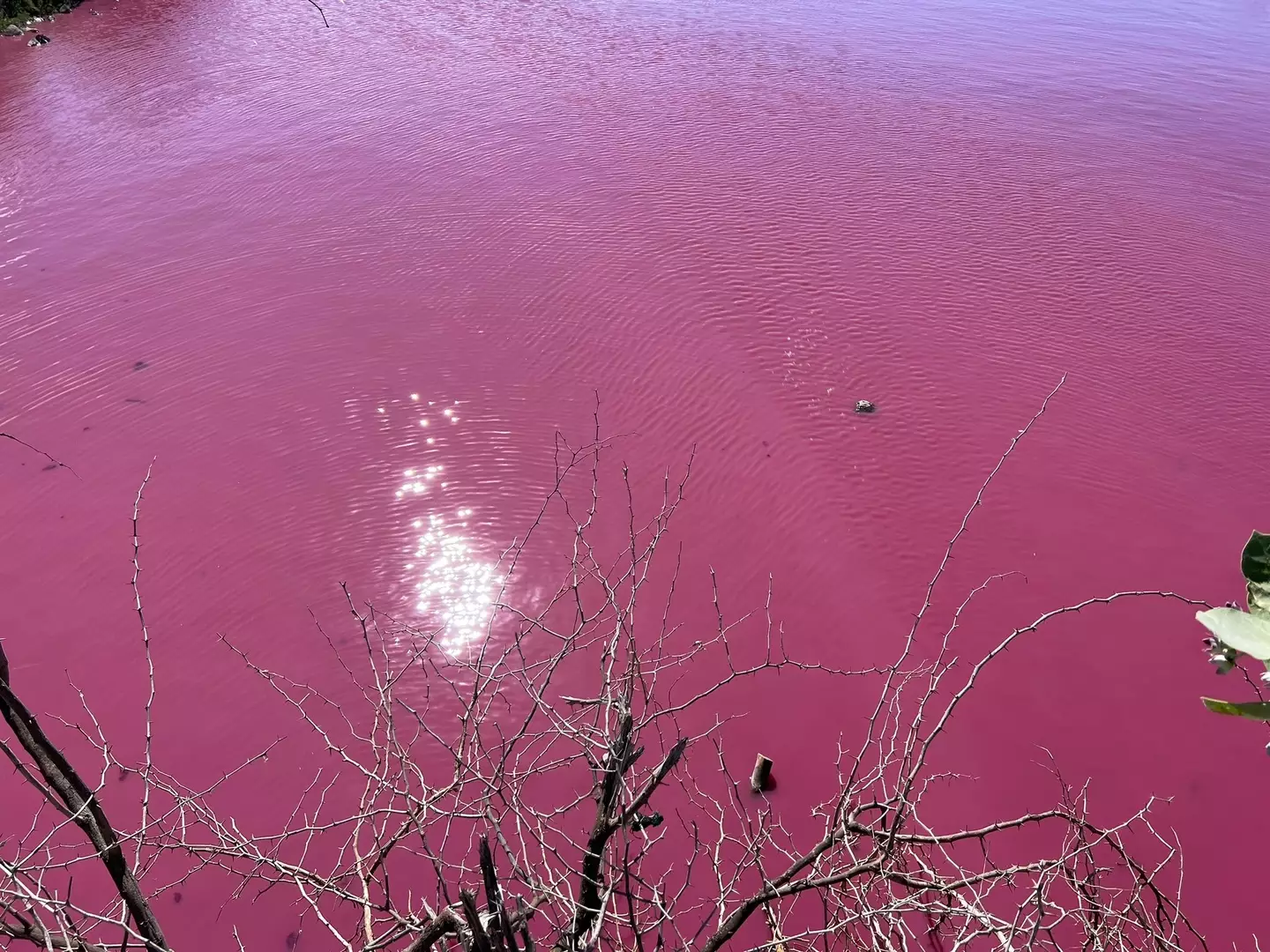 This pink pond in Maui is causing some concern.