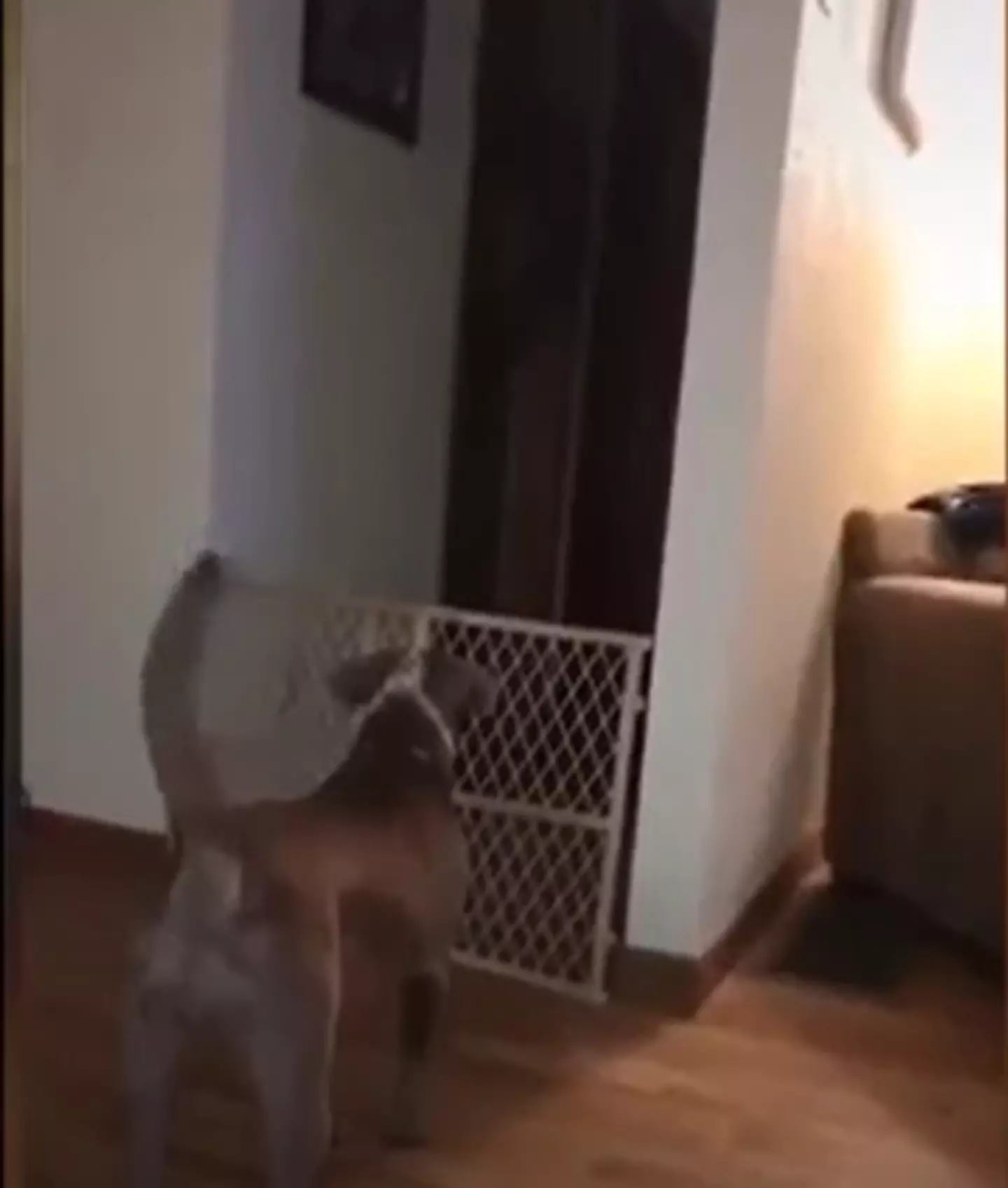 What does the dog see?