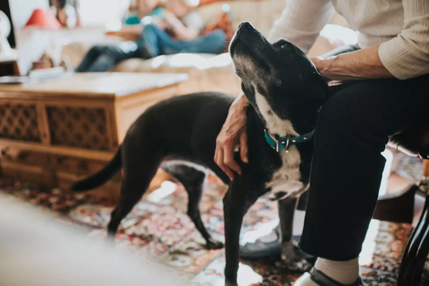 An untrained dog can be the most dangerous. (Getty Stock)