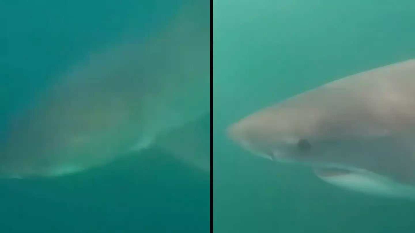 Huge great white shark filmed circling kayak