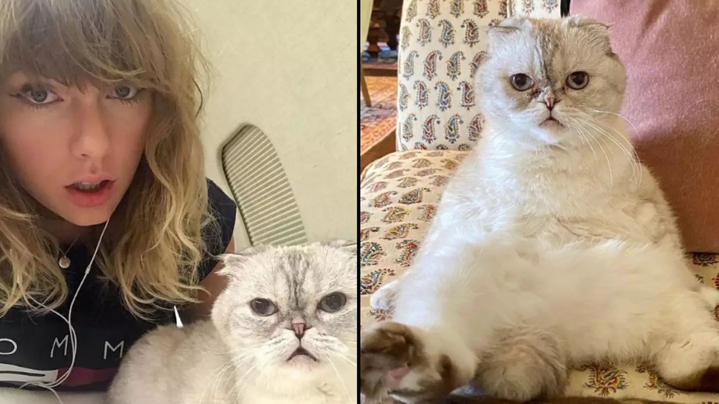 Taylor Swift’s cat Olivia is the world’s third richest pet with a net worth of $97 million