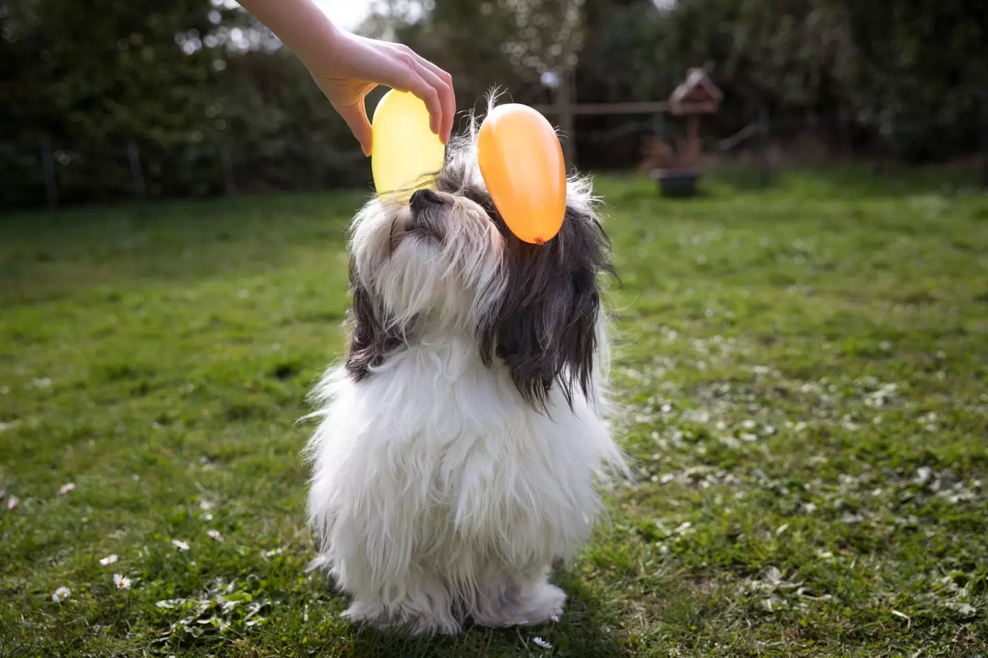 Thanks to this dog for helping demonstrate static electricity.