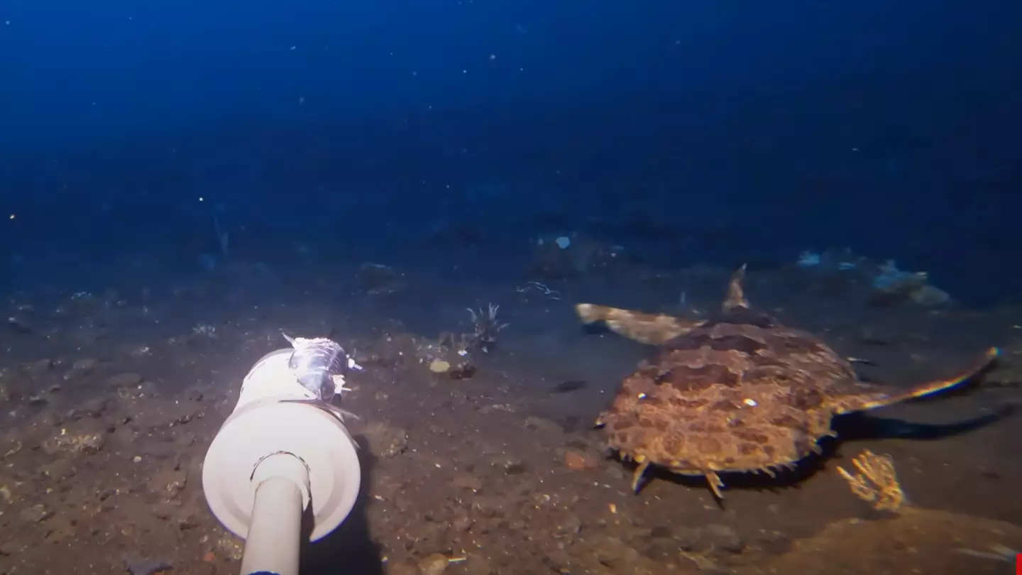 Man dropped camera to bottom of ocean and filmed terrifying predator that eats sharks whole