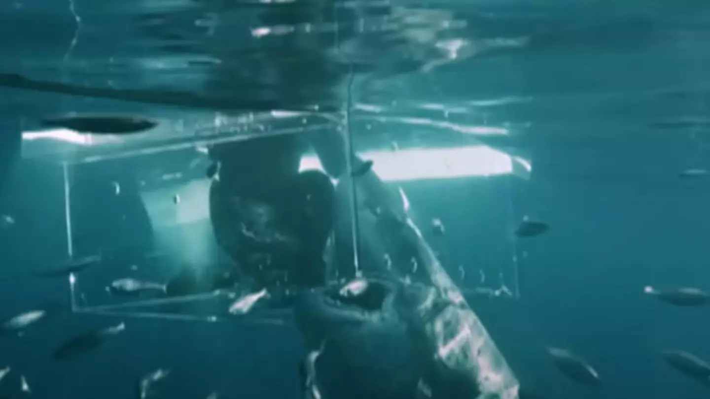 The moment the shark pounced. (Discovery Channel)