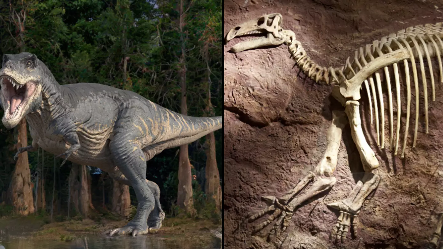 Conspiracy theorist asks why dinosaur bones aren’t everywhere if they really existed