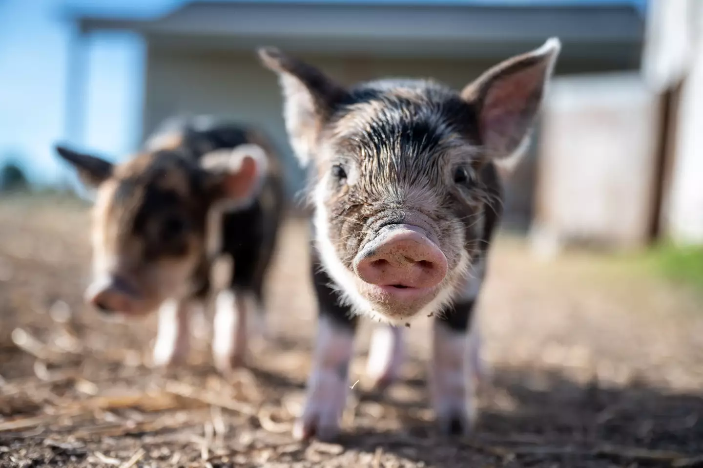 Pigs' skin will need protection from the 35 degree heat.