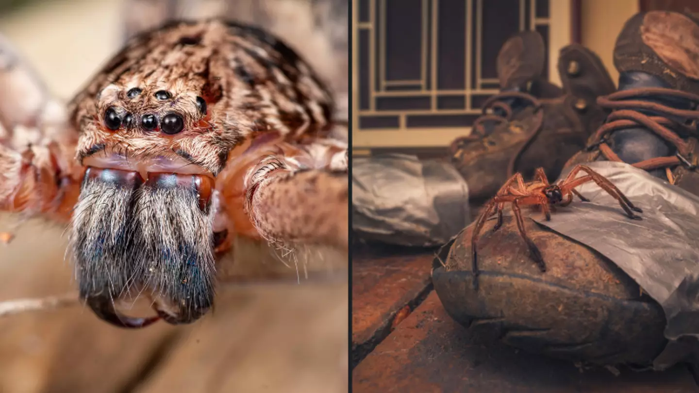 Aussies warned to expect a huge influx of huntsman spiders this summer