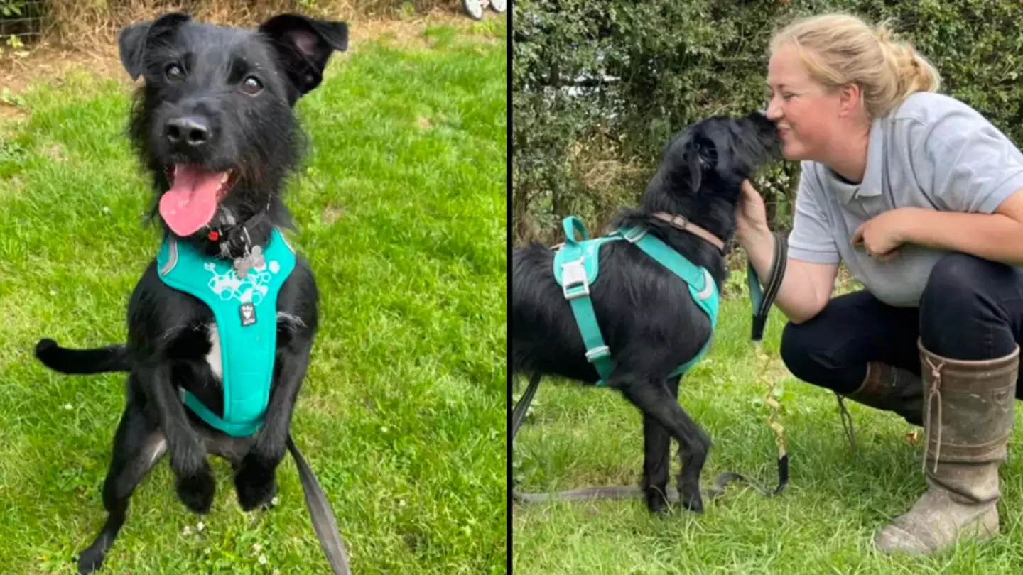 Rescue centre horrified after woman asked for her dog to be put down because it barks