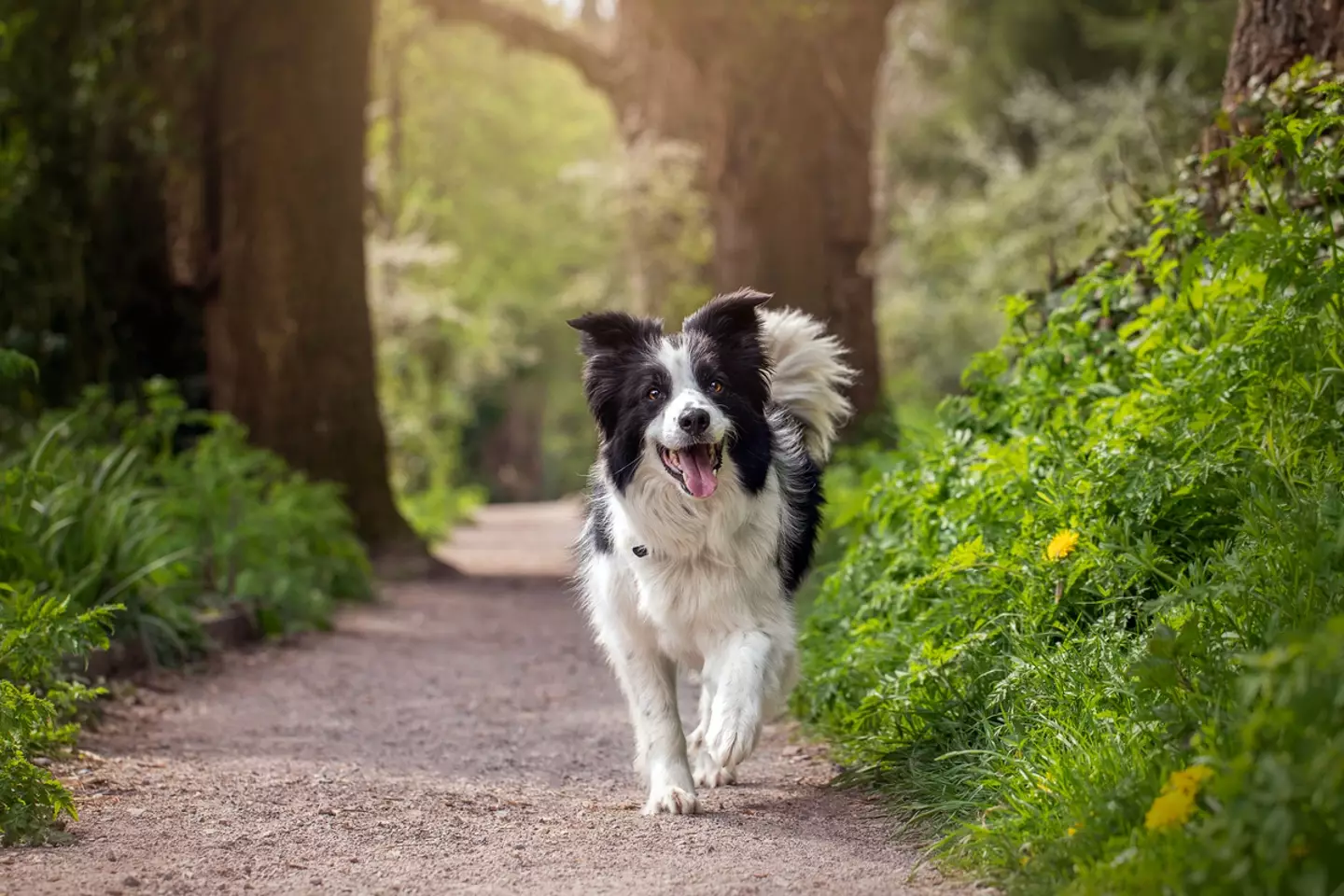 A dog is very much not a cat.