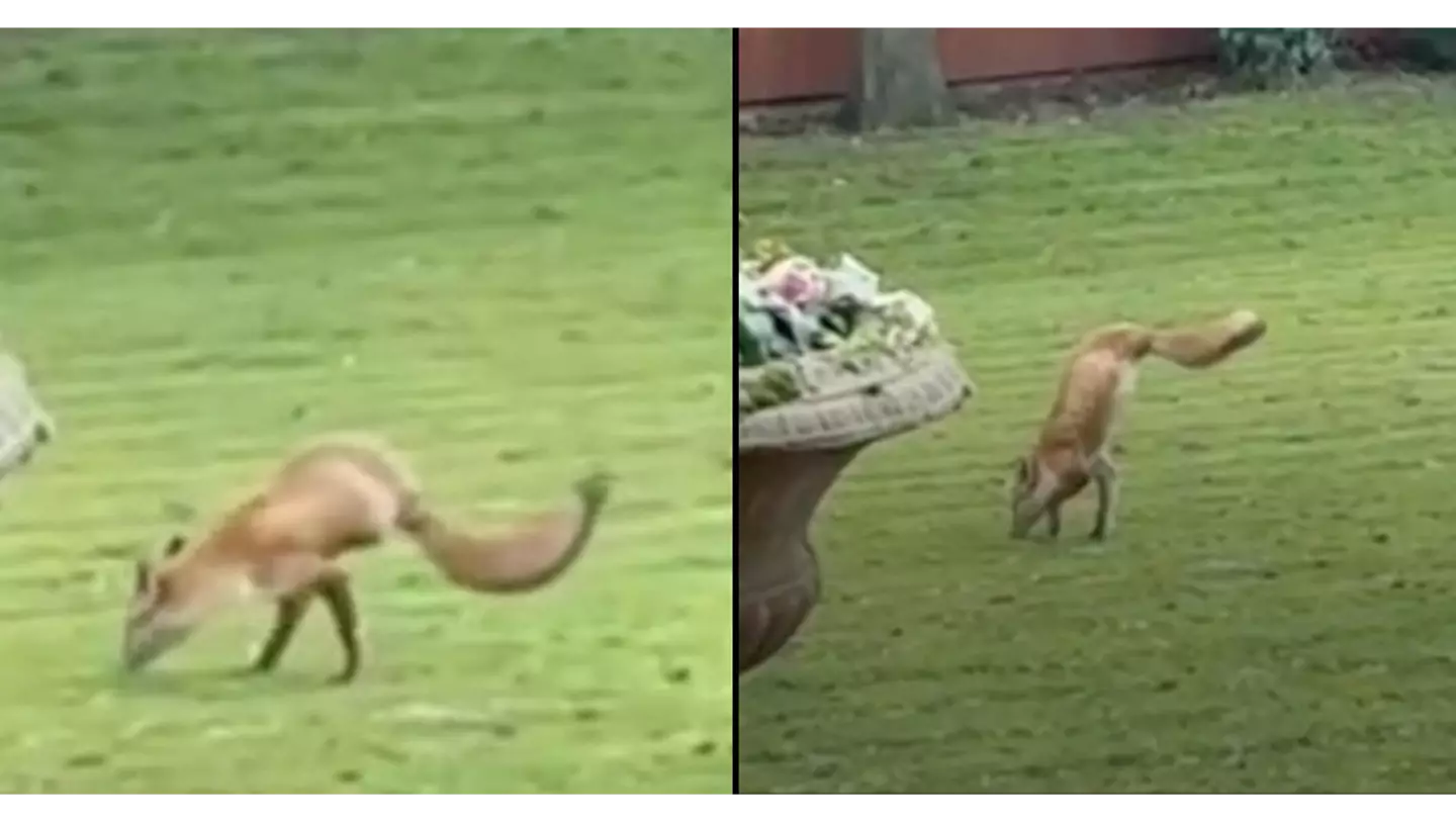 Family stunned after spotting two-legged fox walking around garden 'like a human'