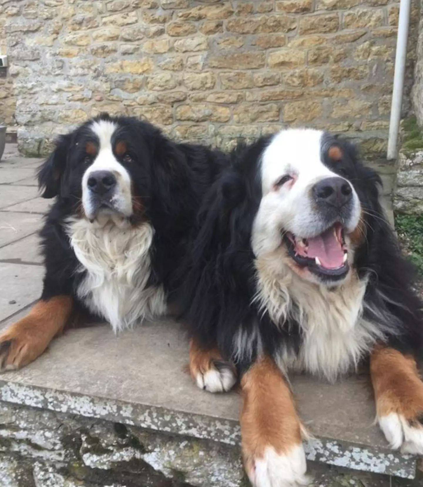 Andrea Brown’s two Bernese Mountain dogs, Banjo and Bisto, were left in the care of a dog walker.