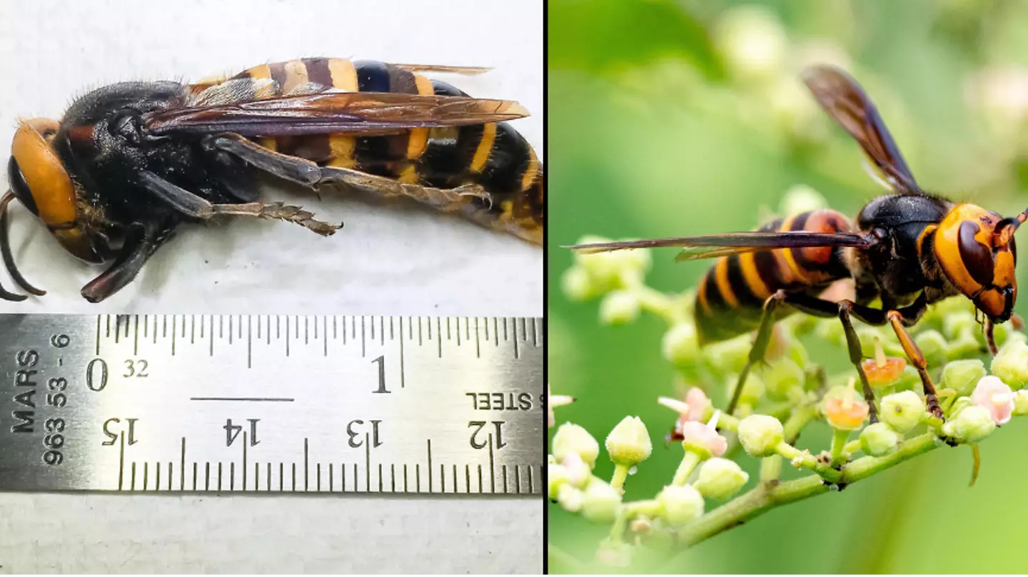 Experts Warn Asian Murder Hornets Are Making Their Way To The UK