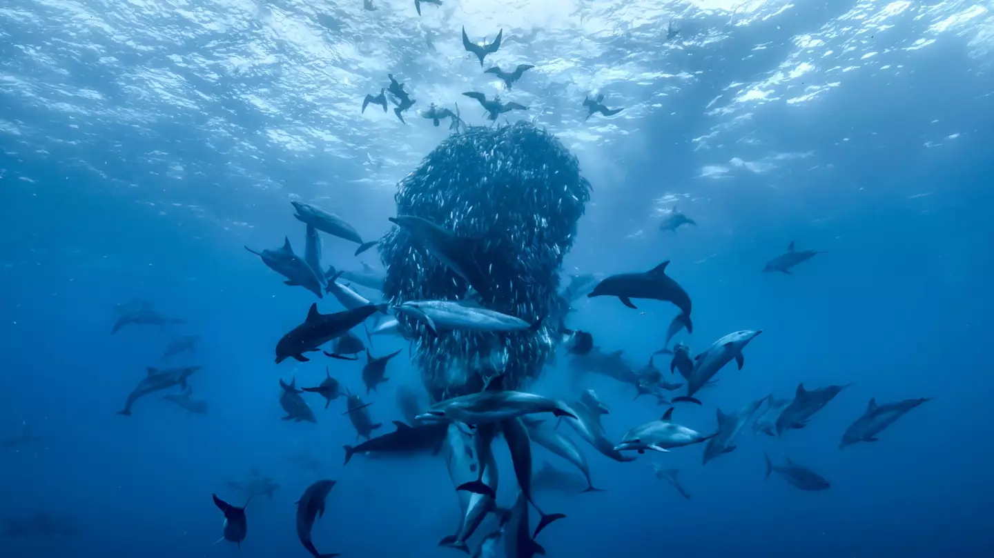 He explains why a healthy ocean is important for the entire planet. (Silverback Films/Open Planet Studios/Altitude/National Geographic)