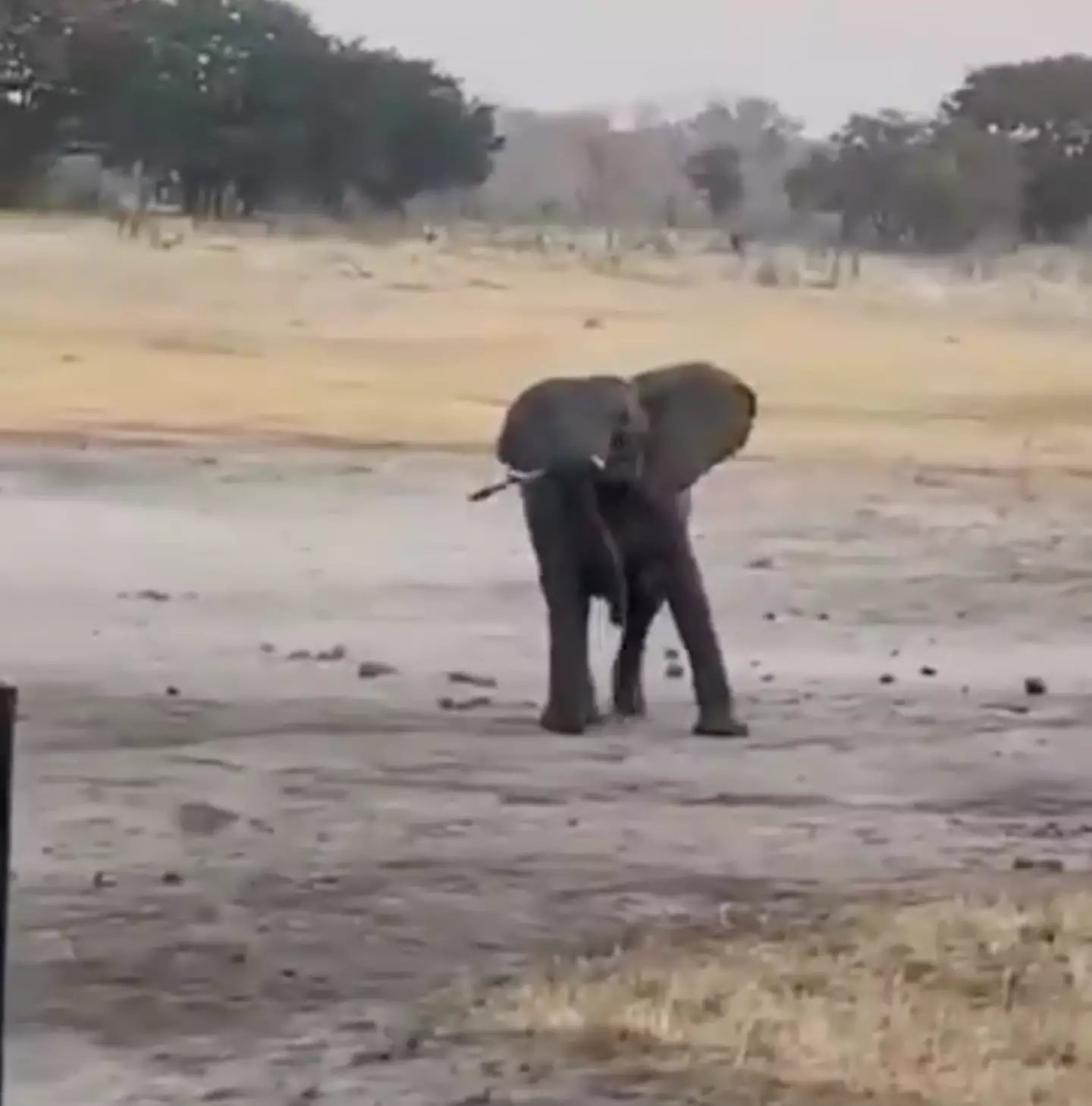 The elephant turns towards its assailant as safari visitors watch on from a jeep (Amalinda Safari Collection/Instagram)